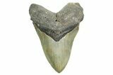 Serrated, Fossil Megalodon Tooth - North Carolina #365972-1